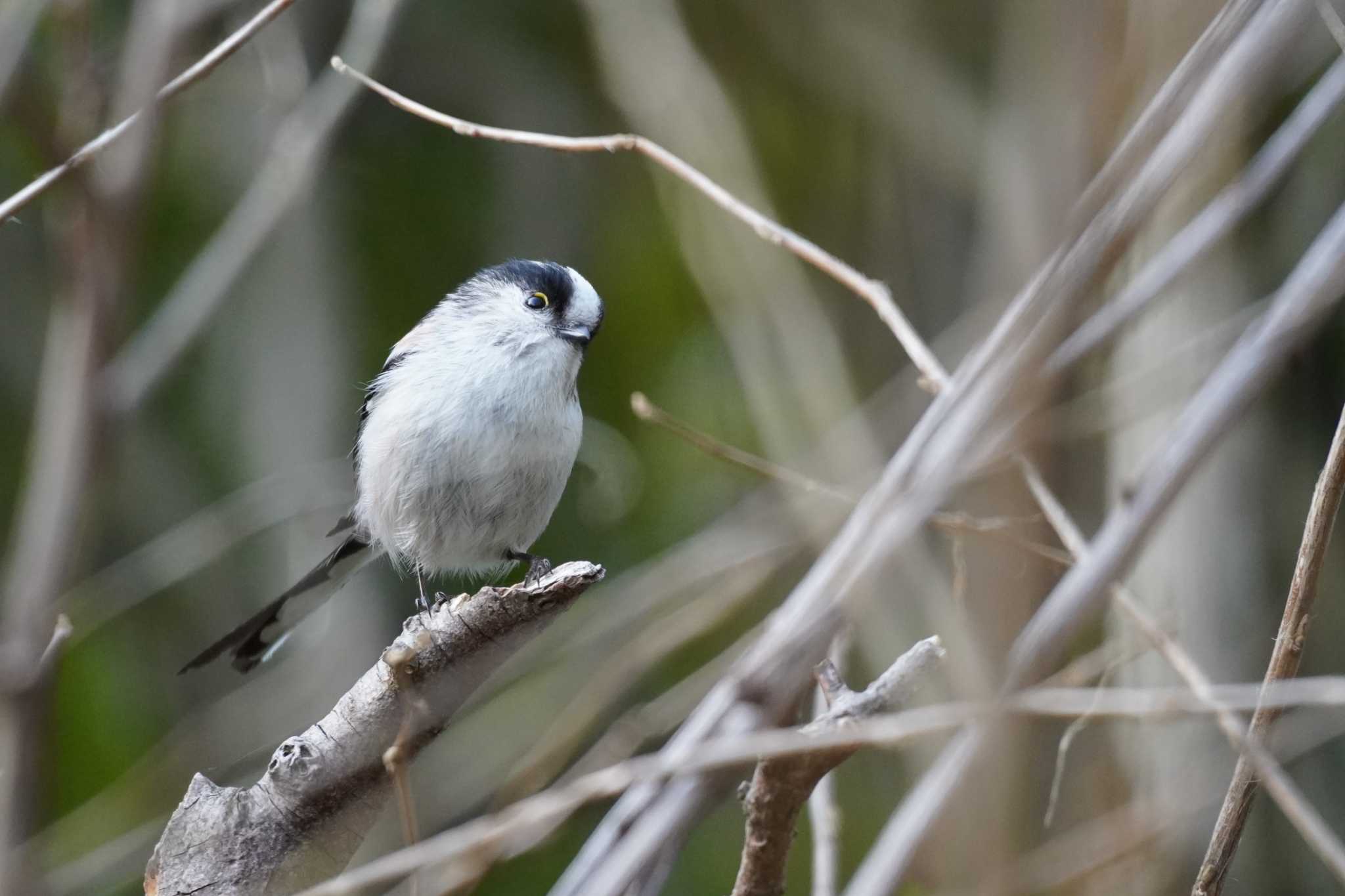 Photo of Long-tailed Tit at Meiji Jingu(Meiji Shrine) by tori3