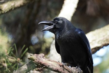 Large-billed Crow Meiji Jingu(Meiji Shrine) Sat, 3/21/2020