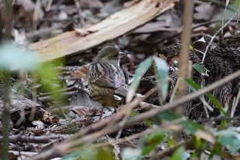 Masked Bunting Meiji Jingu(Meiji Shrine) Sat, 3/21/2020