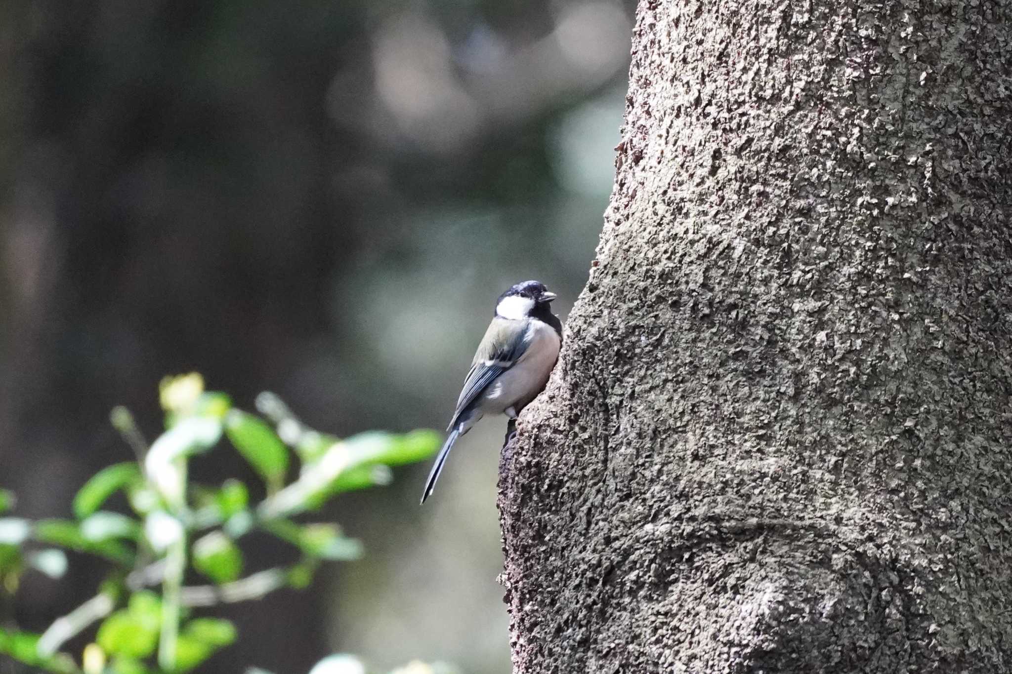 Photo of Japanese Tit at Meiji Jingu(Meiji Shrine) by tori3