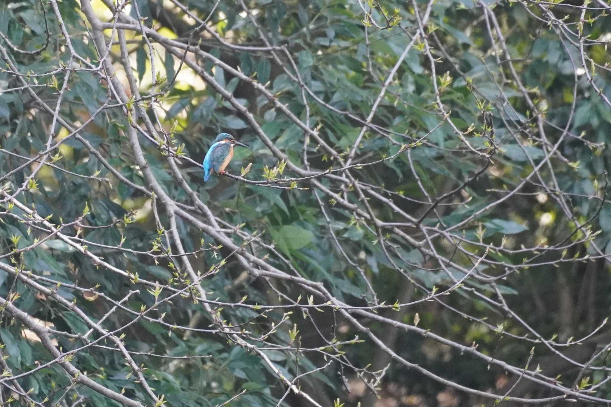 Photo of Common Kingfisher at Meiji Jingu(Meiji Shrine) by tori3