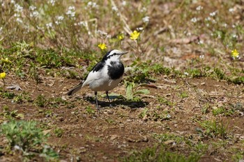 White Wagtail Meiji Jingu(Meiji Shrine) Sat, 3/21/2020