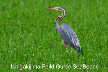 ムラサキサギ 石垣島 2020年3月24日(火)