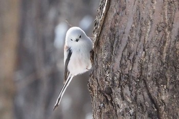 Long-tailed tit(japonicus) Asahiyama Memorial Park Thu, 4/30/2020