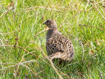 Sun, 3/15/2020 Birding report at 芝川第一調節池(芝川貯水池)