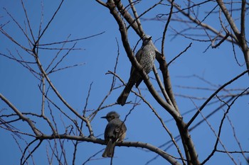 Brown-eared Bulbul 哲学堂公園 Sat, 2/22/2020