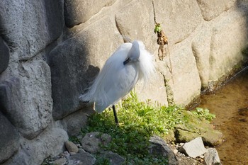 Little Egret 哲学堂公園 Sat, 2/22/2020