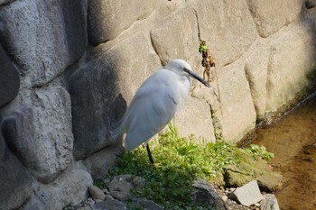 コサギ 哲学堂公園 2020年2月22日(土)