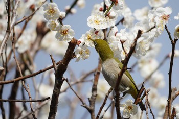 メジロ 哲学堂公園 2020年2月22日(土)