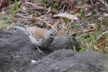 2020年2月25日(火) 哲学堂公園の野鳥観察記録