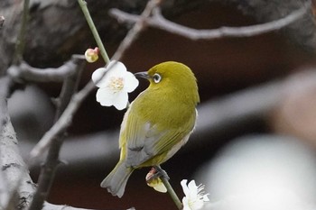 メジロ 哲学堂公園 2020年2月25日(火)