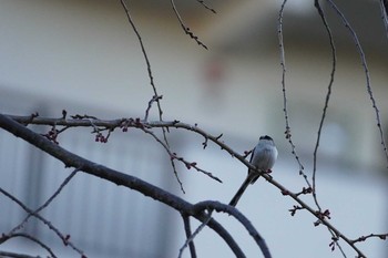 2020年3月16日(月) 哲学堂公園の野鳥観察記録