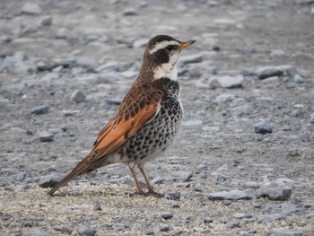 Dusky Thrush Watarase Yusuichi (Wetland) Mon, 2/22/2016