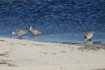 Bar-tailed Godwit 日野川 Mon, 3/23/2020