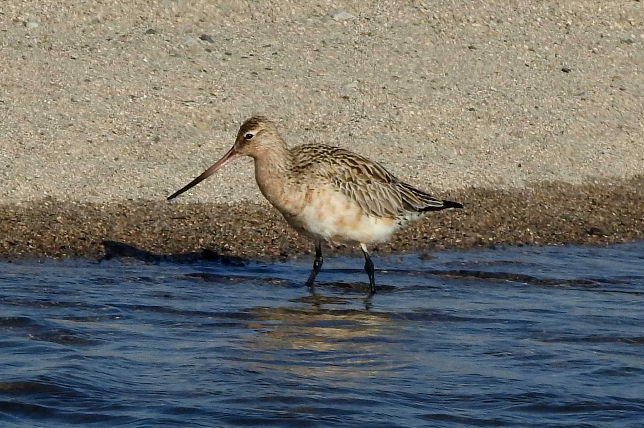 Photo of Bar-tailed Godwit at 日野川 by 日本橋