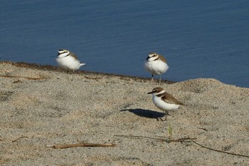 2020年3月23日(月) 日野川の野鳥観察記録