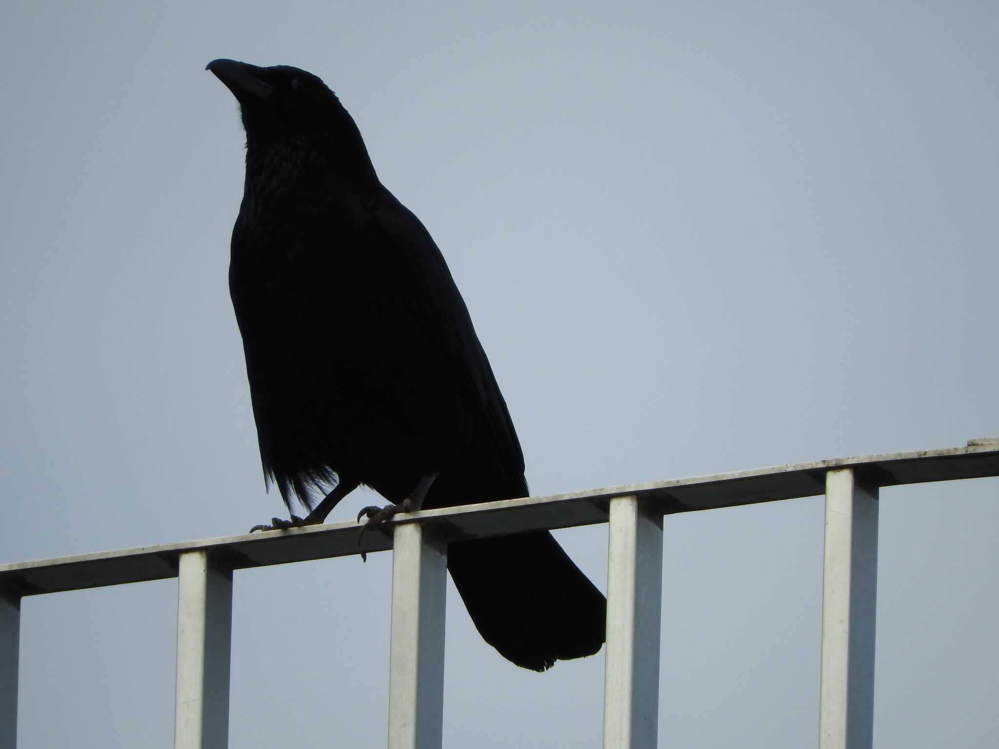 Carrion Crow