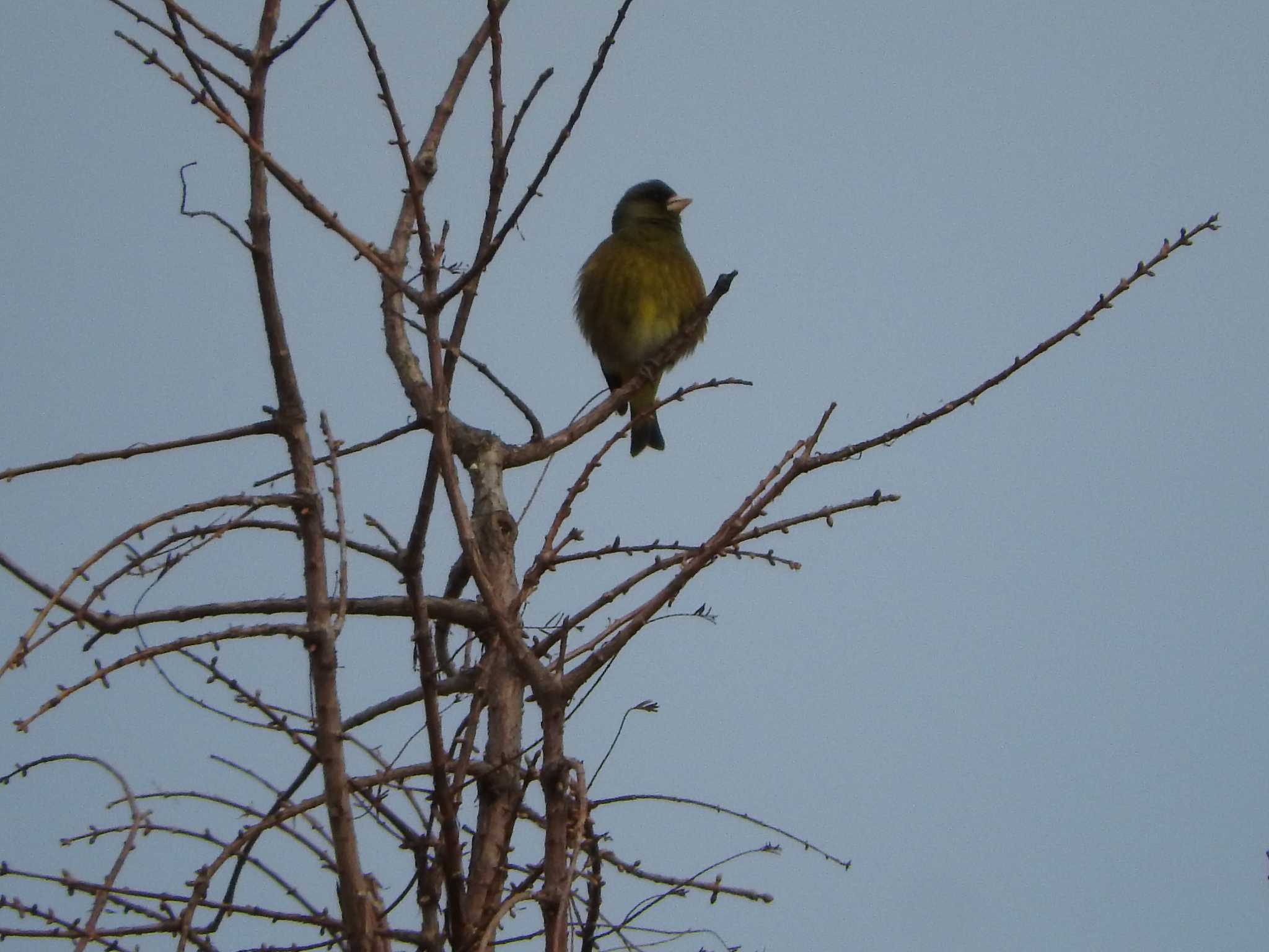 Grey-capped Greenfinch