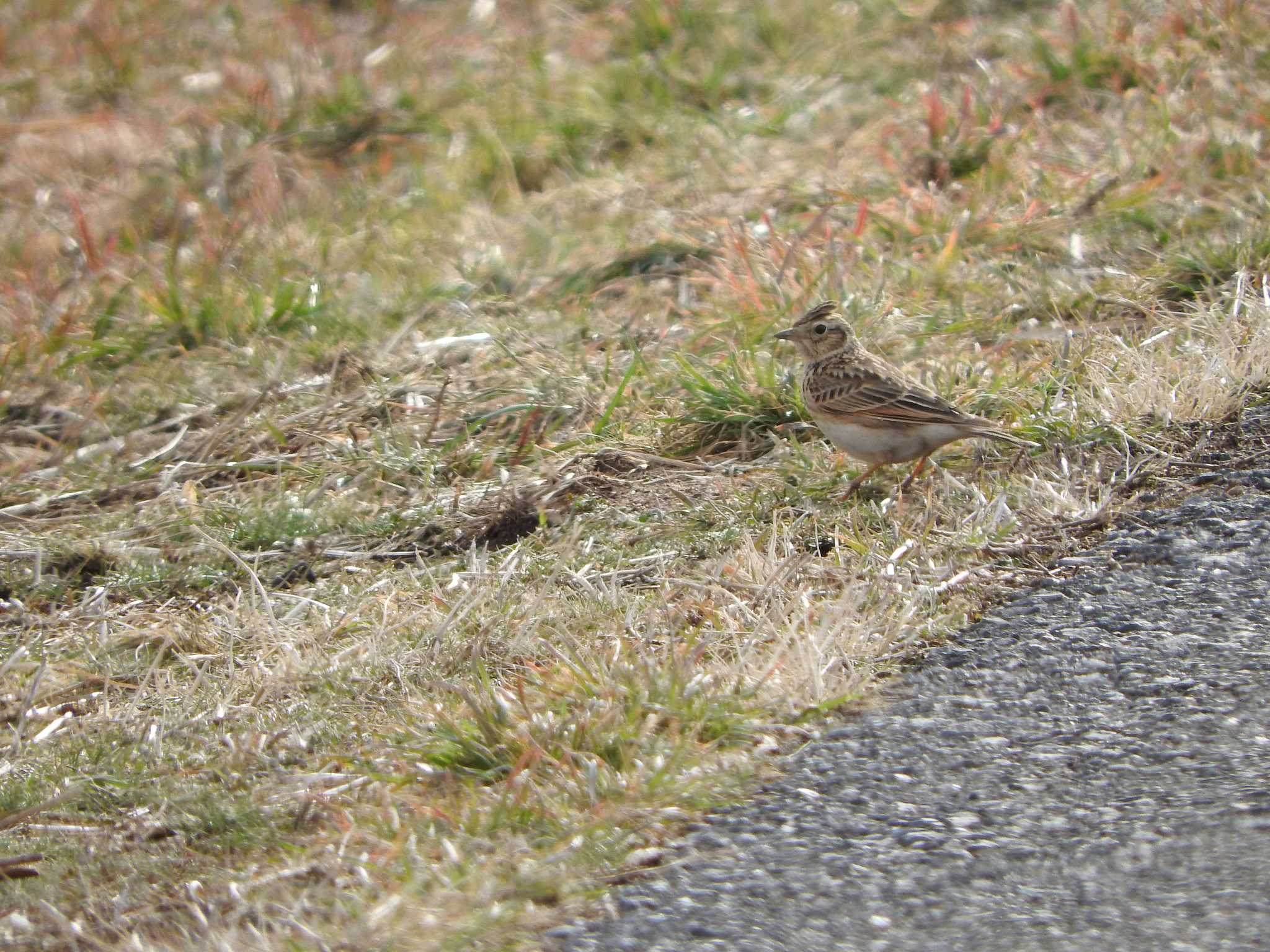 Eurasian Skylark