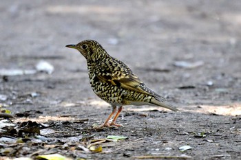 2020年3月25日(水) 加木屋緑地の野鳥観察記録