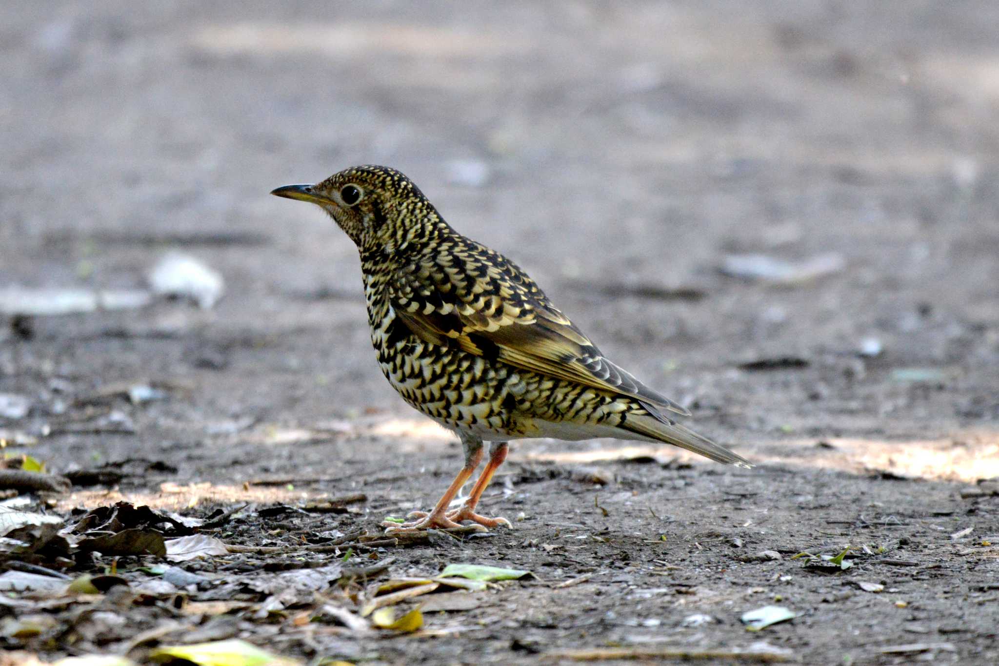 White's Thrush