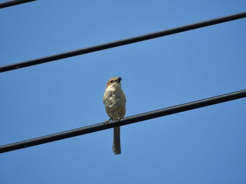 Bull-headed Shrike 倉敷市藤戸町 Wed, 3/25/2020