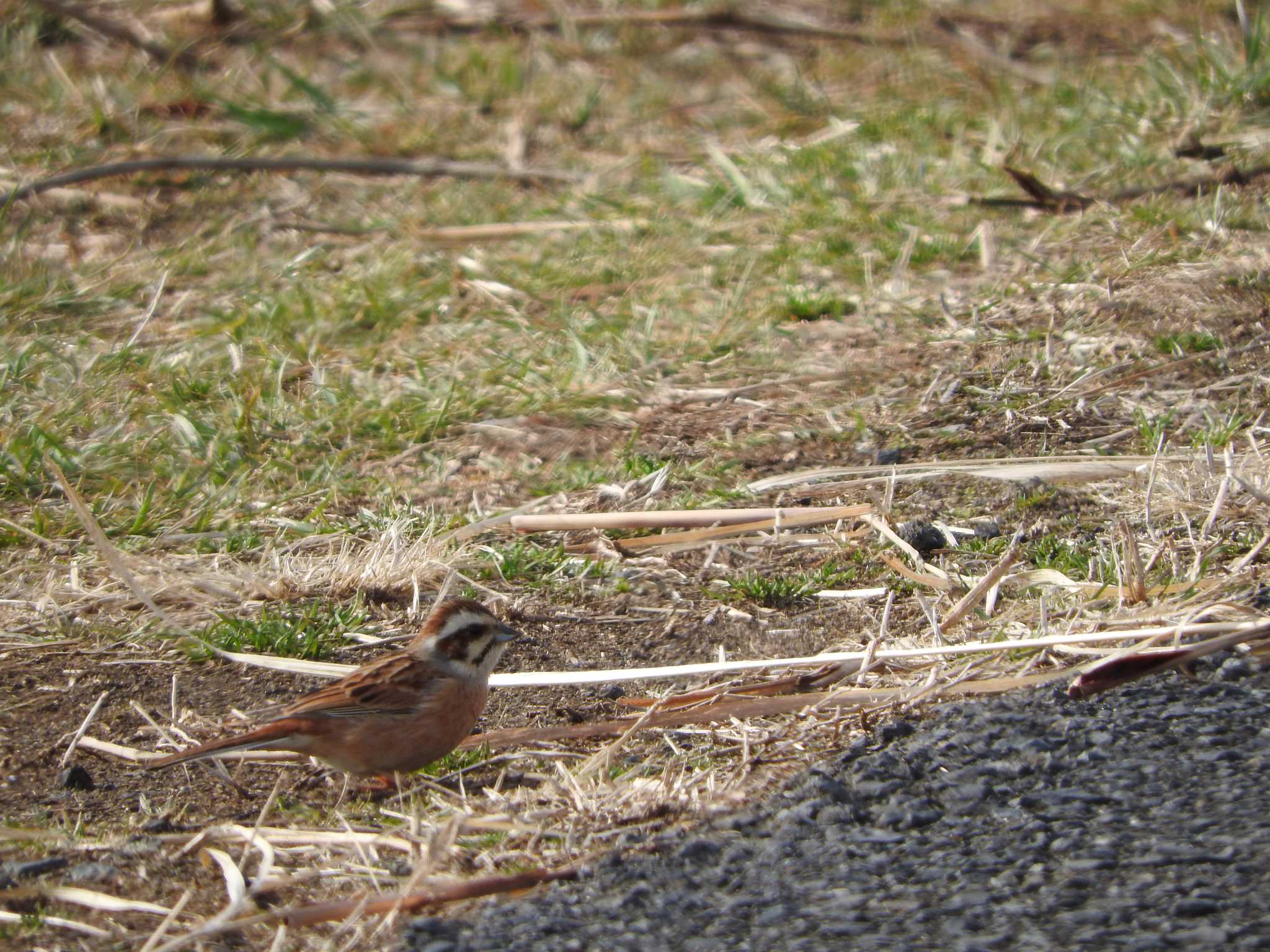 Meadow Bunting