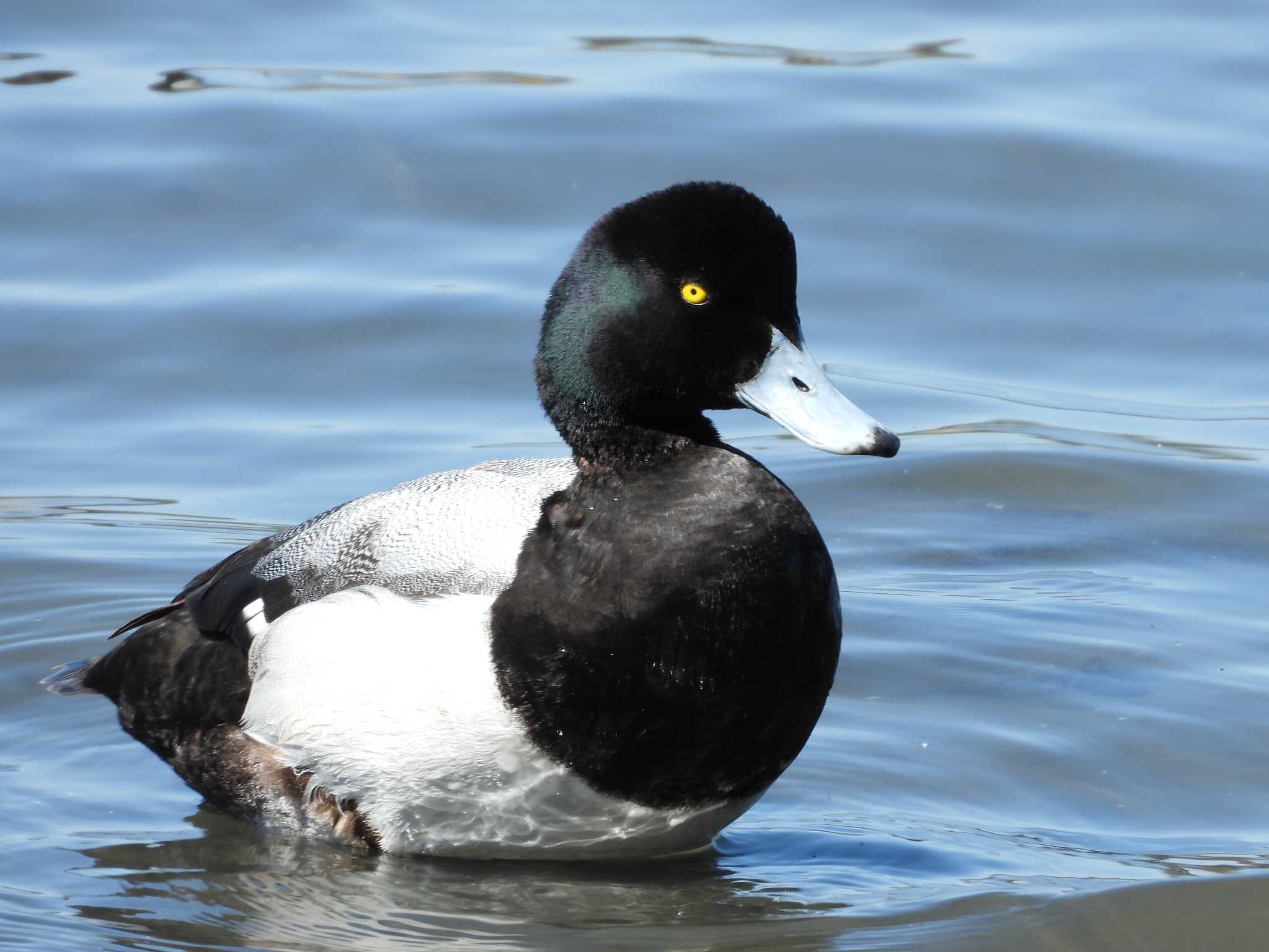 Photo of Greater Scaup at 大井ふ頭中央海浜公園(なぎさの森) by avemania