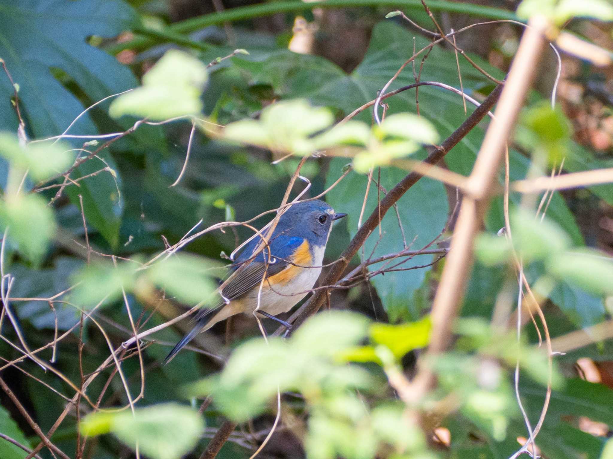 座間谷戸山公園 ルリビタキの写真 by Tosh@Bird