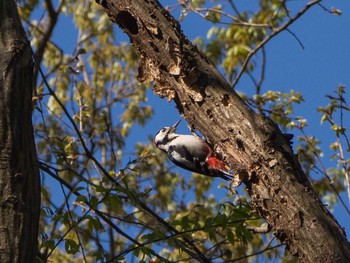 Great Spotted Woodpecker Yatoyama Park Wed, 3/25/2020