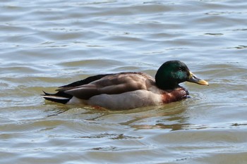 2020年3月17日(火) 三ツ池公園(横浜市鶴見区)の野鳥観察記録