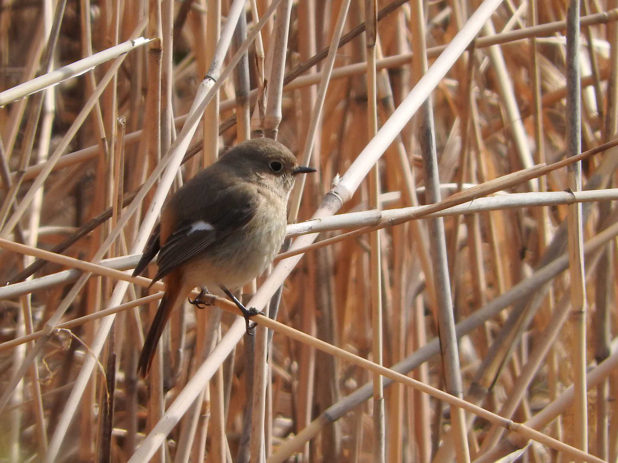 Daurian Redstart