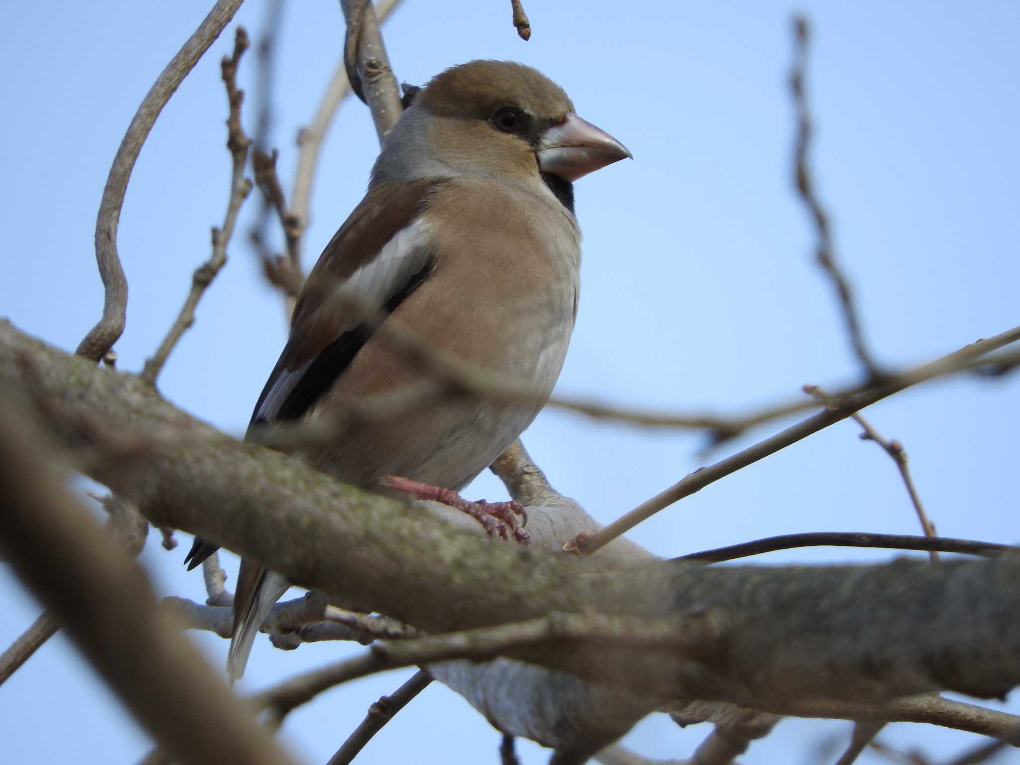 Hawfinch