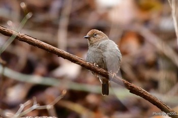 カヤクグリ 身延山周辺 2020年3月15日(日)