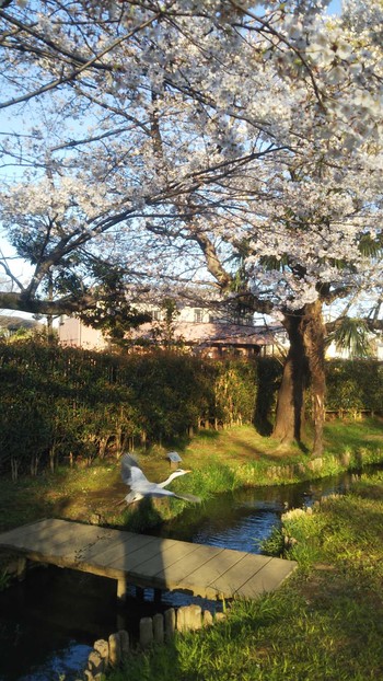 アオサギ 公園 2020年3月25日(水)