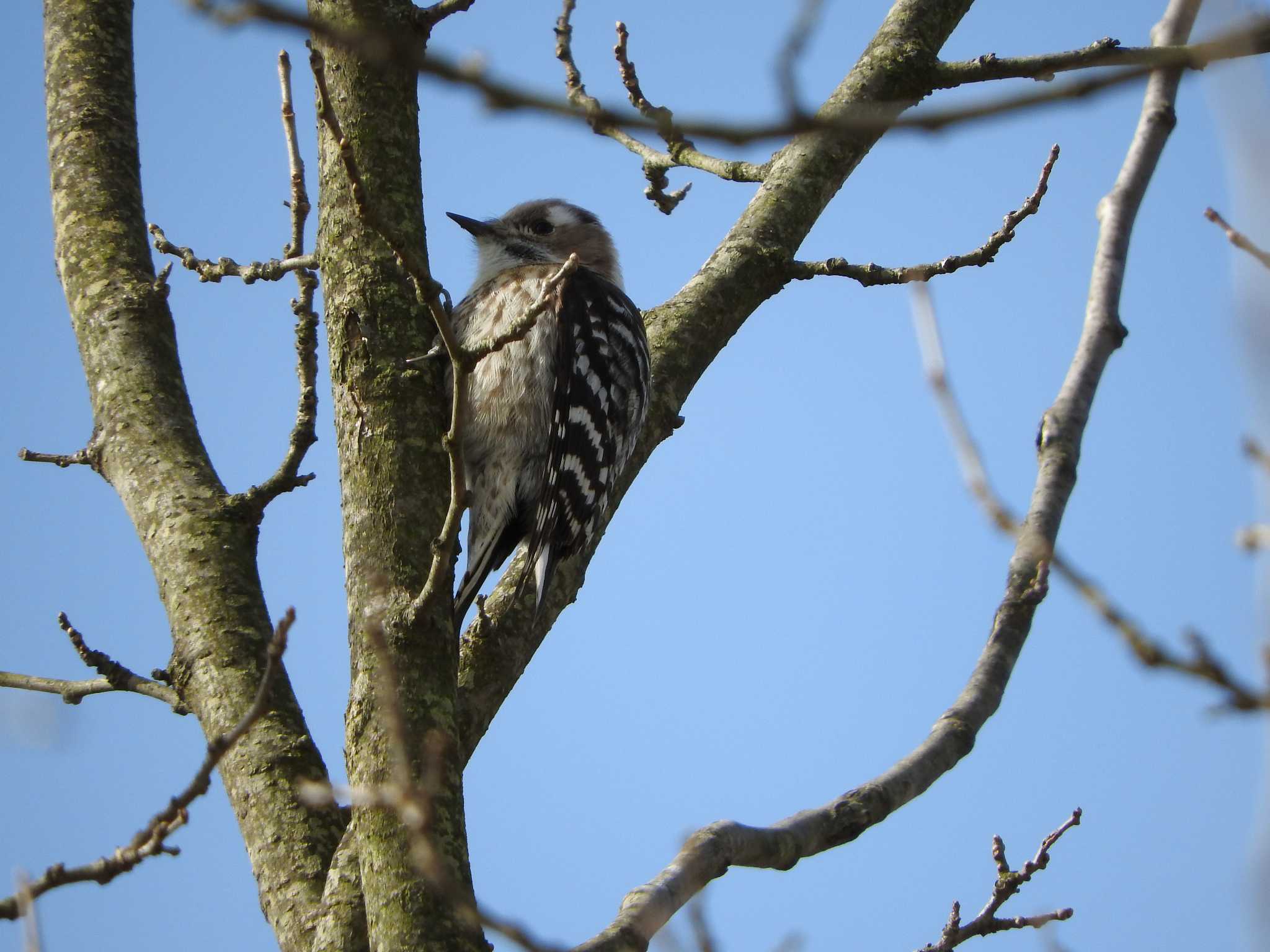 Japanese Pygmy Woodpecker