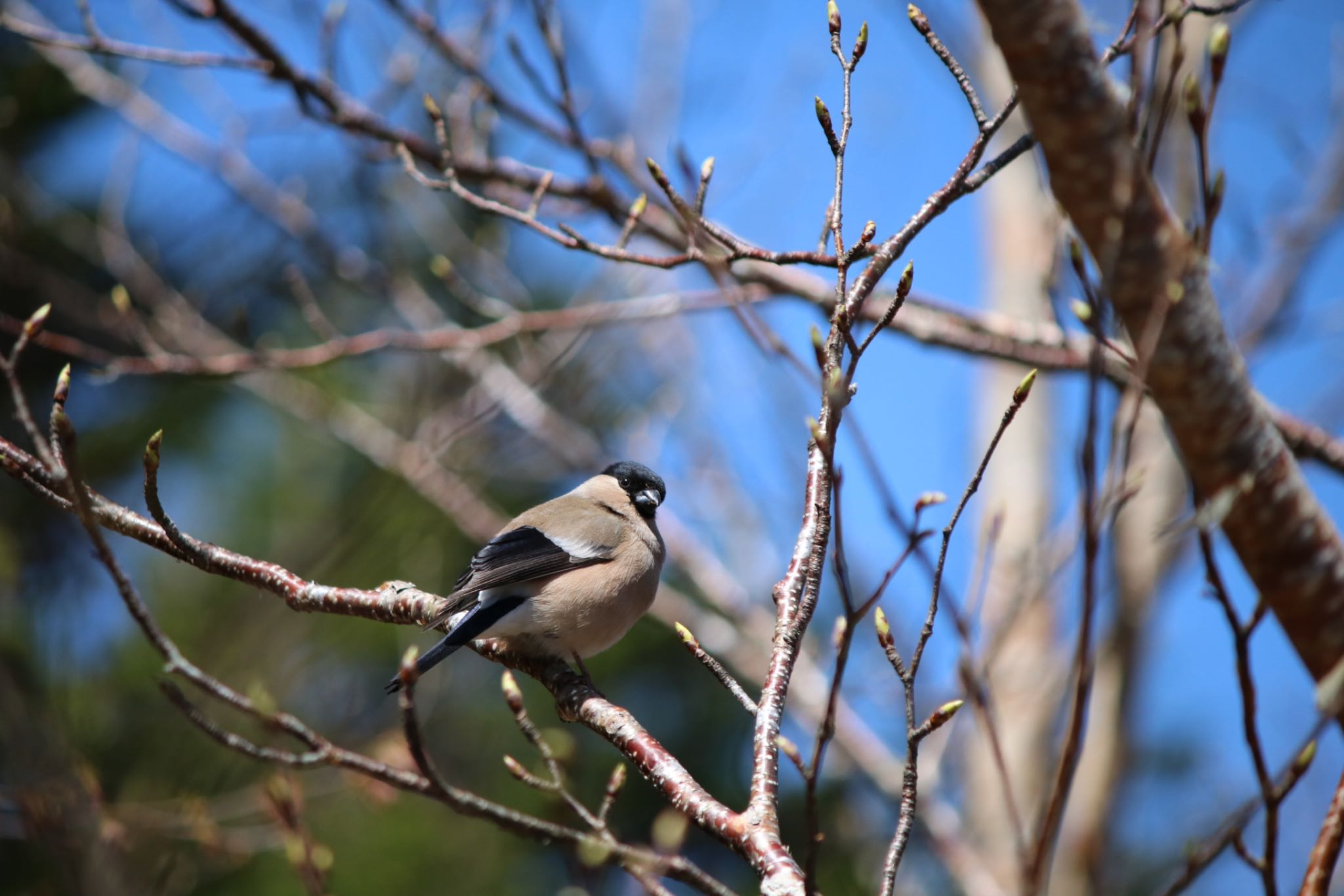 Photo of Eurasian Bullfinch at 蓼科山 by Mariko N