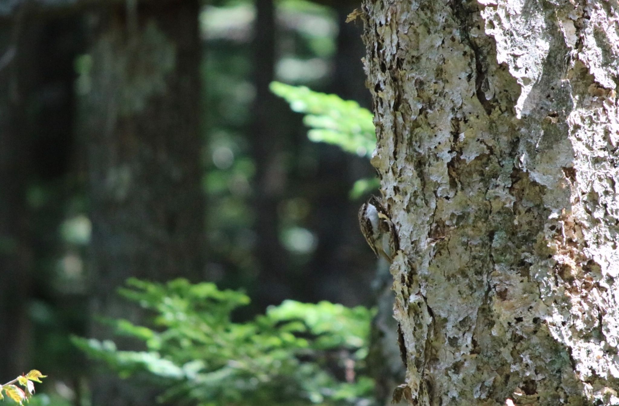 Photo of Eurasian Treecreeper at 蓼科山 by Mariko N