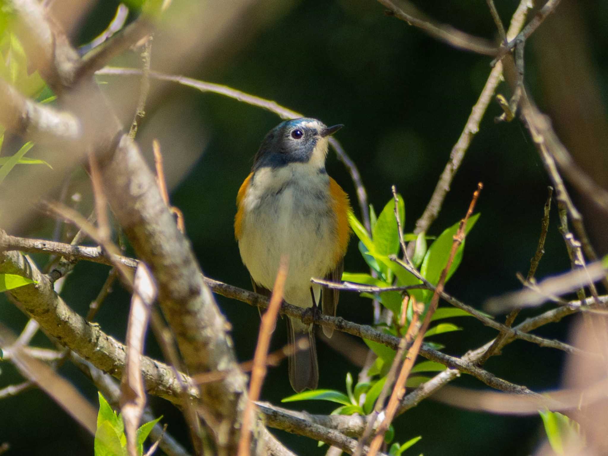 Photo of Red-flanked Bluetail at Yatoyama Park by Tosh@Bird