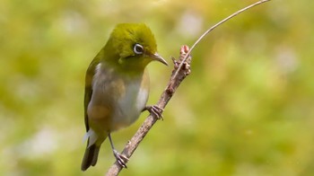 Warbling White-eye 泉南市 Sun, 3/15/2020