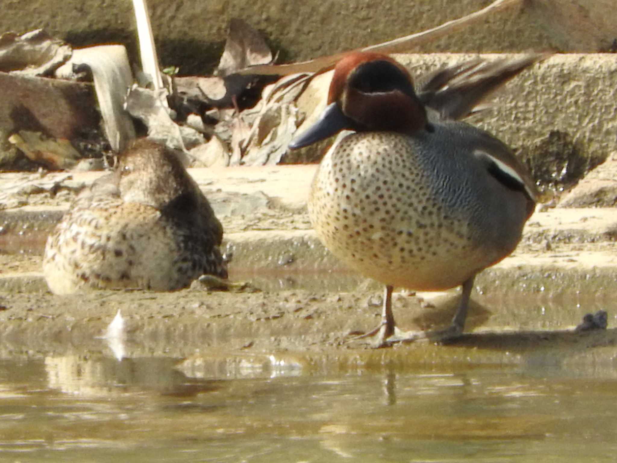 Eurasian Teal