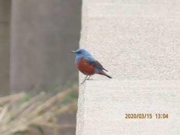 Sun, 3/15/2020 Birding report at 阪南市