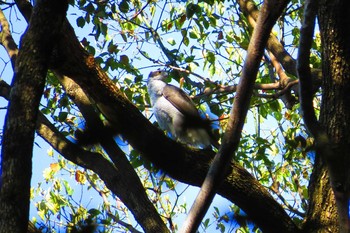 Eurasian Goshawk Meiji Jingu(Meiji Shrine) Wed, 3/25/2020