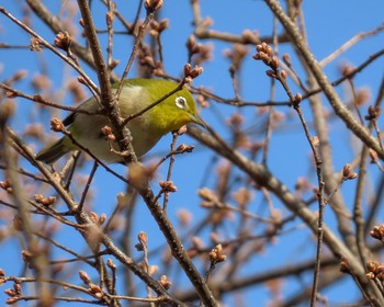 2020年3月21日(土) 泉南市の野鳥観察記録