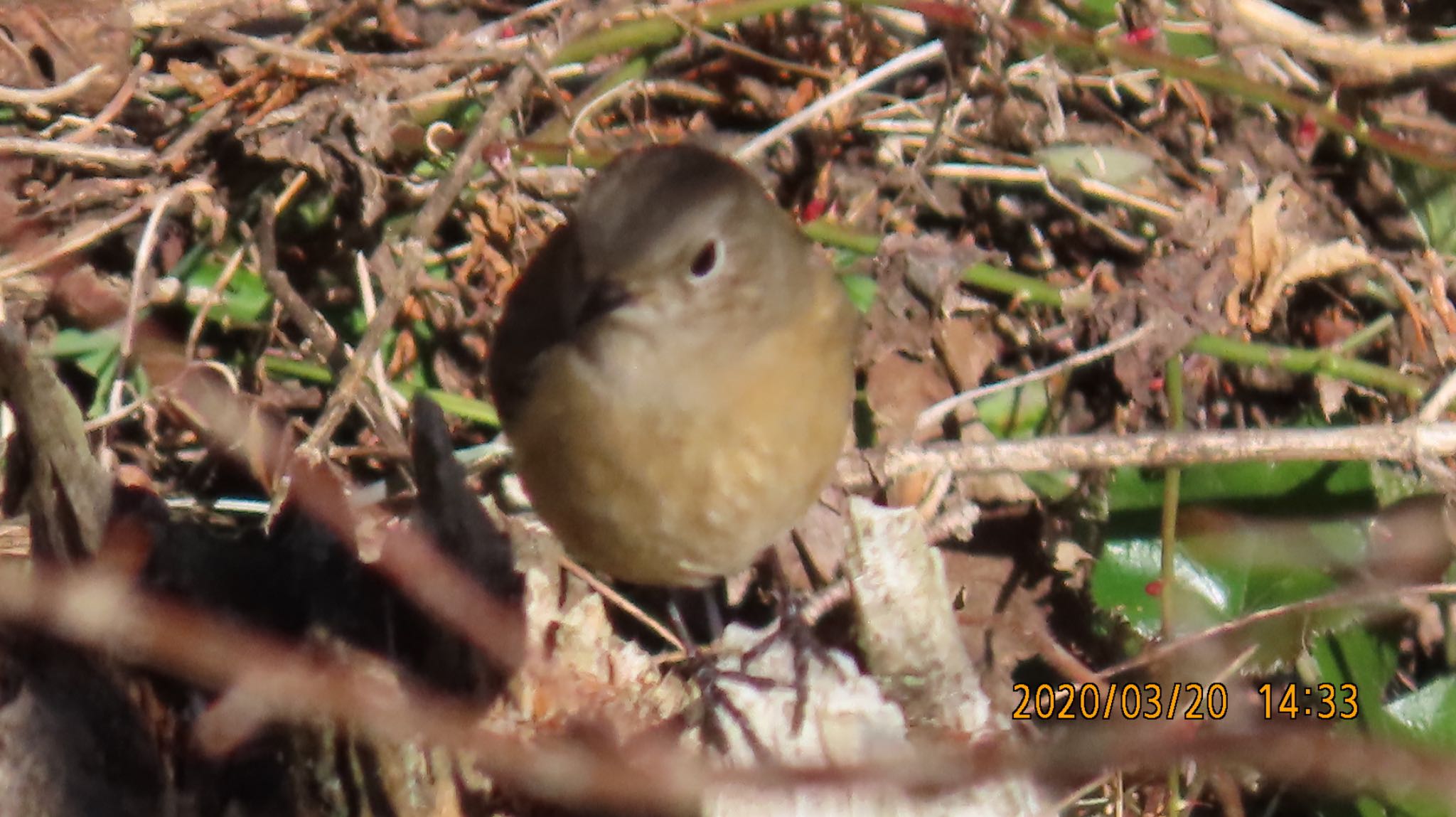 Photo of Daurian Redstart at 和泉葛城山 by 杏仁豆腐