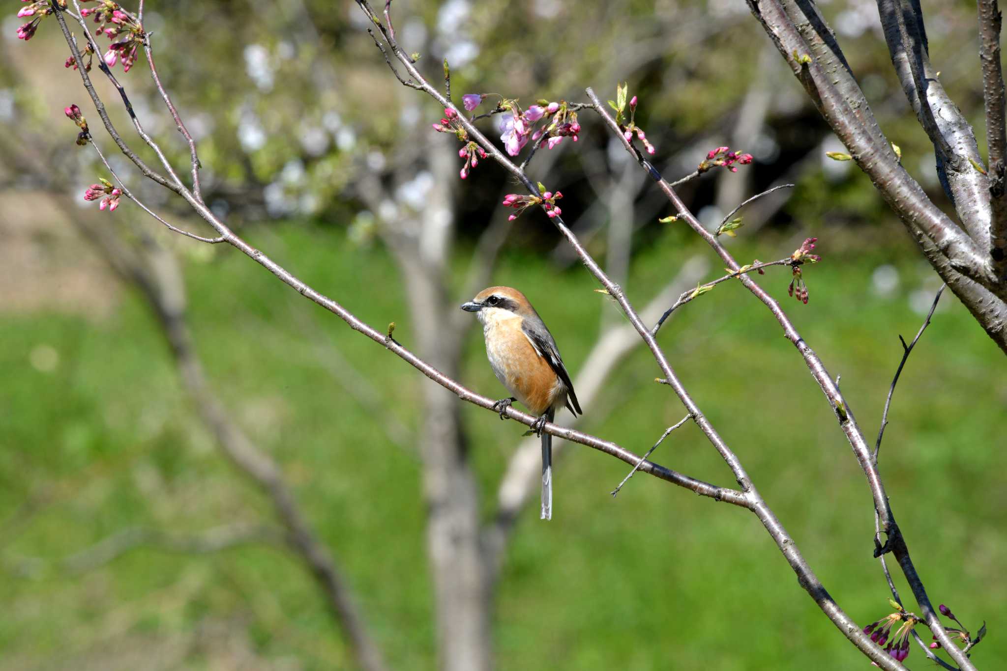 Bull-headed Shrike