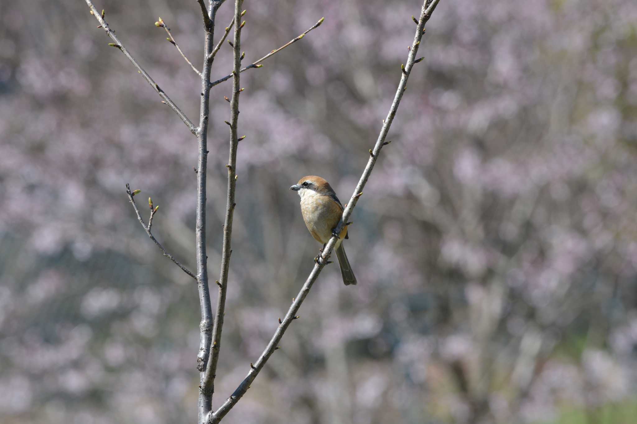 Bull-headed Shrike