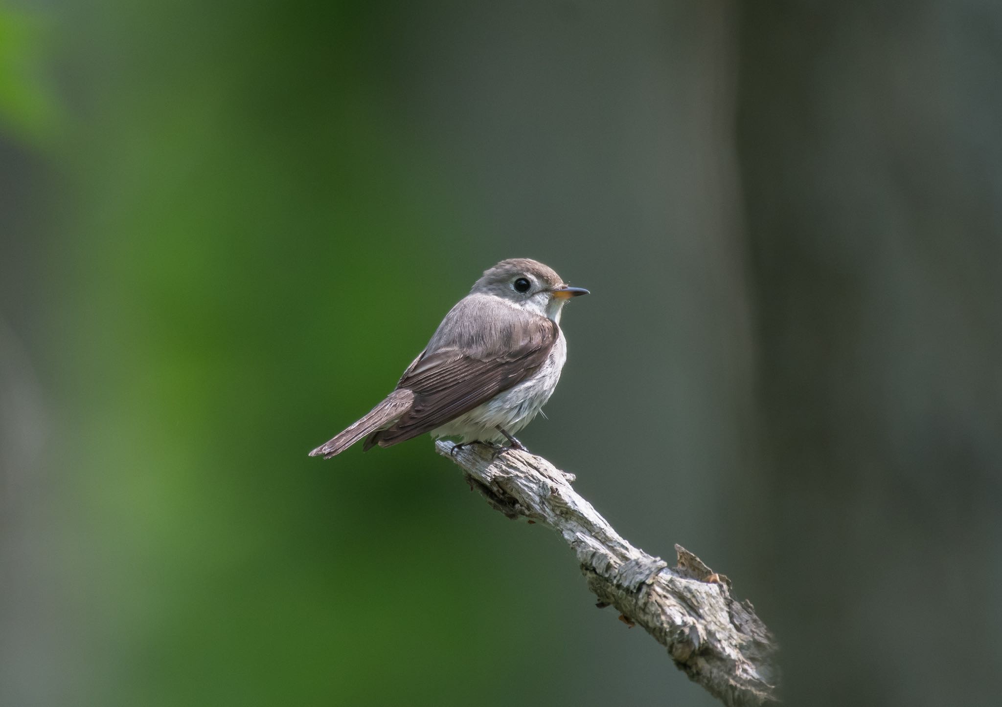 Photo of Asian Brown Flycatcher at 野幌森林公園 by Jgogo