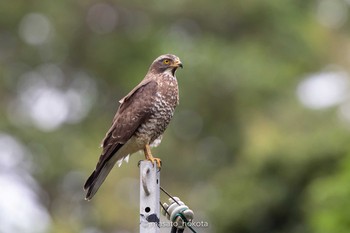 Sun, 3/22/2020 Birding report at 古見方