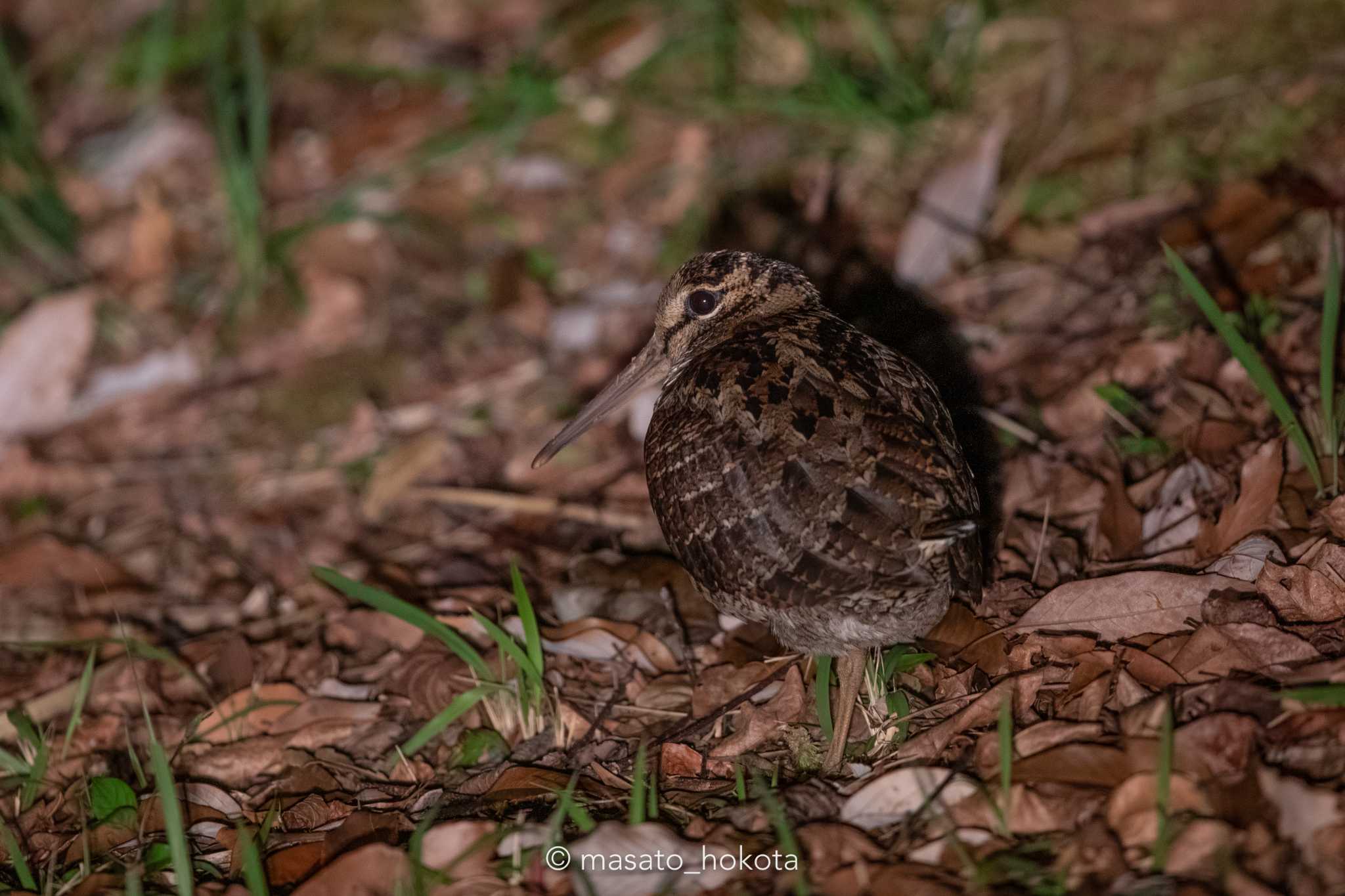 Photo of Amami Woodcock at Amami Forest Police by Trio